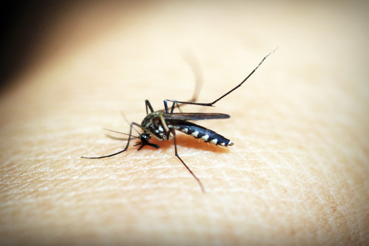 Moskitos übertragen Dengue und Malaria