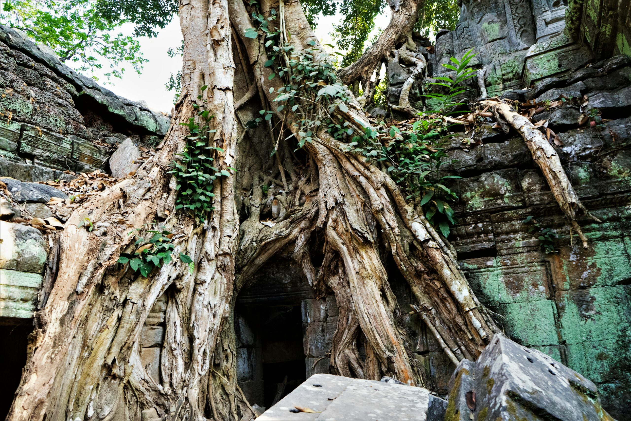 Ta Phrom Angkor Tempel Kambodscha